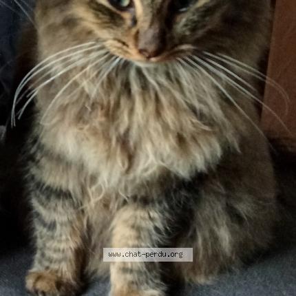 Photo 1/1 Cat reunited Lost in Pontchateau