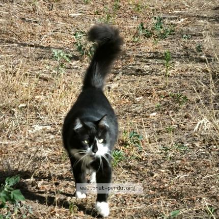 Photo 1/1 Kachou Chat lost in Villemolaque