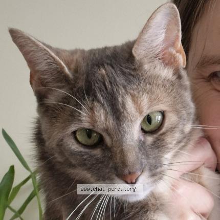 Photo 1/1 Câline Chat lost in Chavagnes en paillers