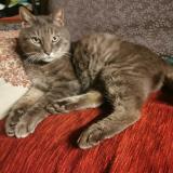 Picture of cat found at St Usuge