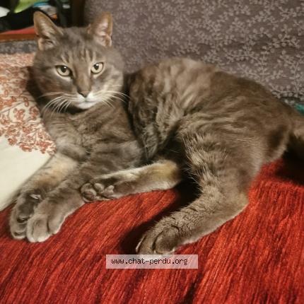 Photo 1/1 Found cat Found in St usuge