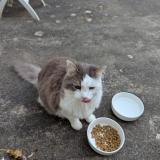 Picture of cat found at Brest