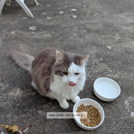 Photo 1/1 Found cat Found in Brest