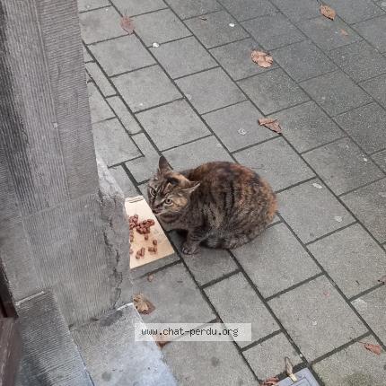 Foto 1/1 Kat teruggevonden Gevonden in Bruxelles