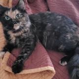 Picture of cat found at Montreal