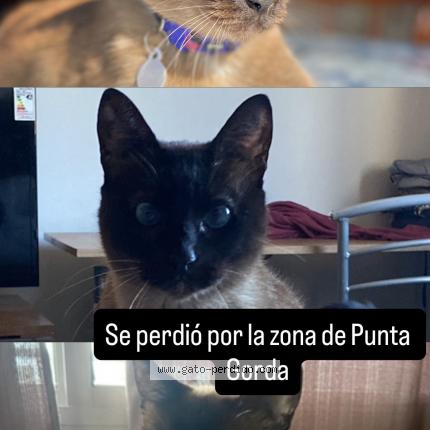 Photo 1/1 Luda Chat lost in Punta gorda