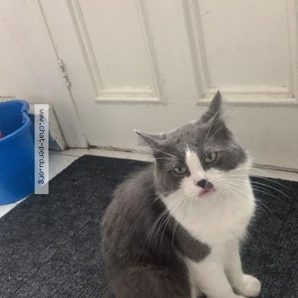 Photo 1/1 Lee chee Chat lost in St lambert