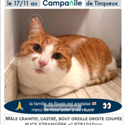 Photo 1/1 Bambi Chat lost in Tinqueux