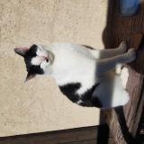 Picture of cat found at Puy Saint Eusebe