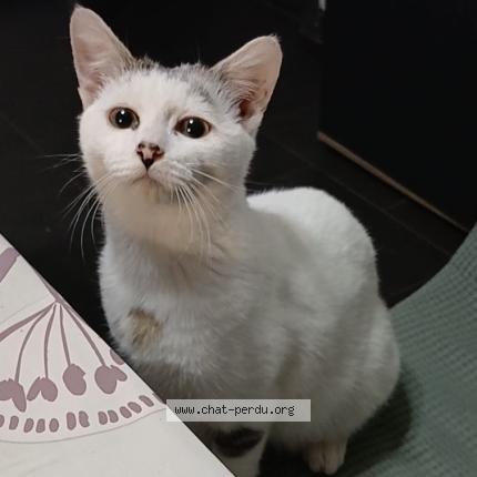 Photo 1/1 Jules Chat lost in Crespin