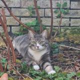 Picture of cat lost at Chartres