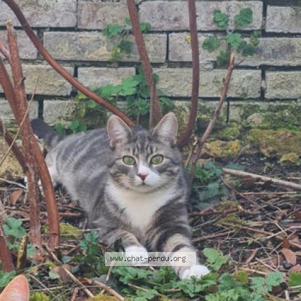 Photo 1/1 Moon Chat lost in Chartres
