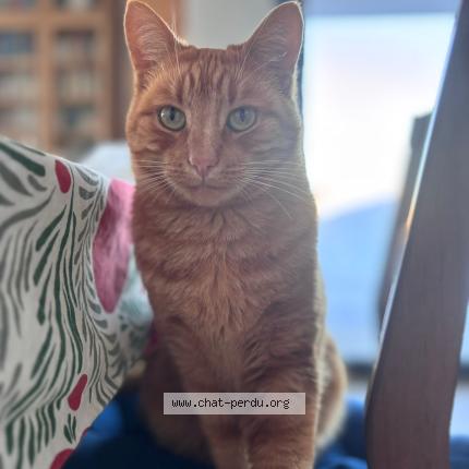 Foto einer verlorenen Katze in Treyvaux