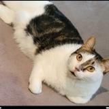 Picture of cat lost at Marseille