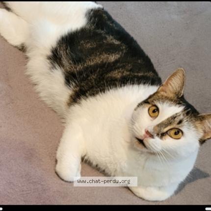 Photo 1/1 Minette Chat lost in Marseille