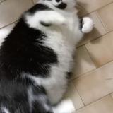 Picture of cat found at La Roche Sur Yon