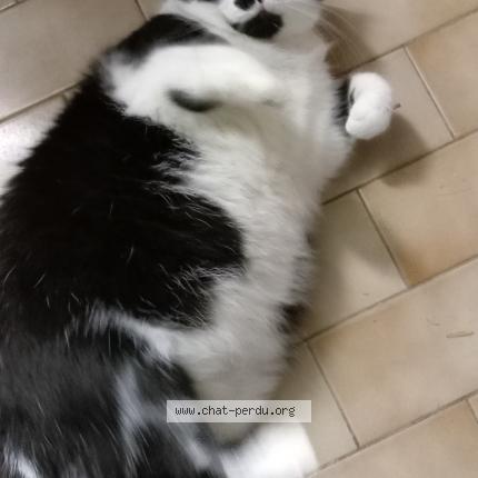 Photo 1/1 Cat reunited Found in La roche sur yon