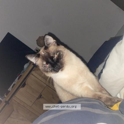 Photo 1/1 Zoé Chat lost in Chemille en anjou