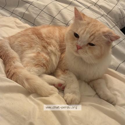 Photo 1/1 Ketsu Chat lost in Merindol