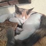 Picture of cat lost at Menthon St Bernard