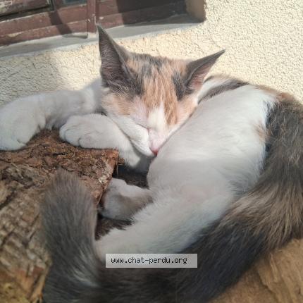 Photo 1/1 Arlette Chat lost in Menthon st bernard