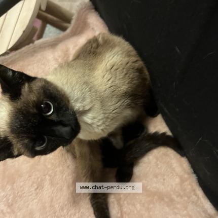 Photo 1/1 Uguette Chat lost in Plescop