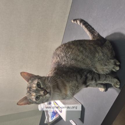 Photo 1/1 Minettes Chat lost in Villeurbanne