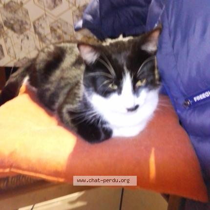 Photo 1/1 Boule Chat lost in Le pian sur garonne