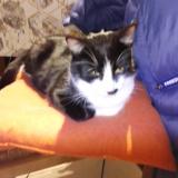 Picture of cat lost at Le Pian Sur Garonne