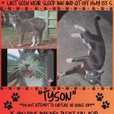 Picture of cat lost at Mcdonough