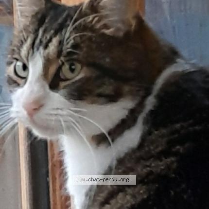 Photo 1/1 Kronk Chat lost in La montagne