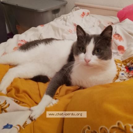 Photo 1/1 Found cat Found in Lanquetot