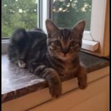 Picture of cat lost at Wavre