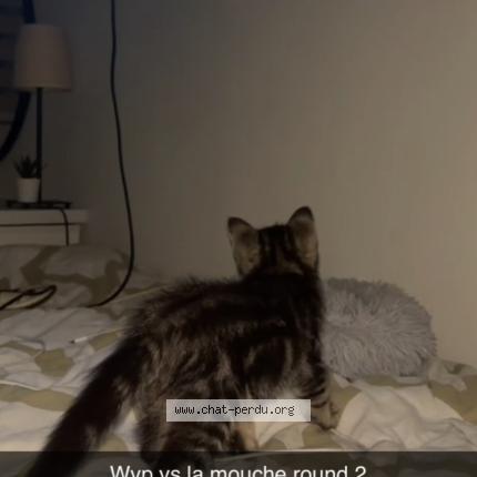 Photo 2/3 Wyp Chat lost in Wavre