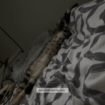 Photo 3/3 Wyp Chat lost in Wavre