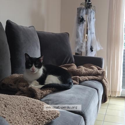 Photo 1/1 Balou Chat lost in Wasquehal