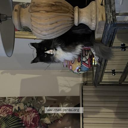 Photo 1/1 Panda Chat lost in Moyenneville