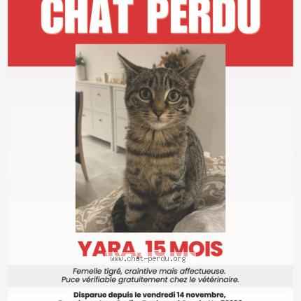 Photo 1/1 Yara Chat lost in Tourcoing