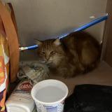 Picture of cat found at Sucy En Brie