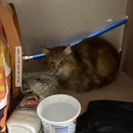 Photo 1/1 Found cat Found in Sucy en brie