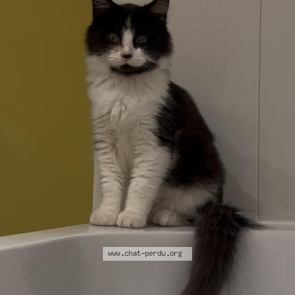 Photo 1/1 NYX Chat lost in Saint jean sur reyssouze