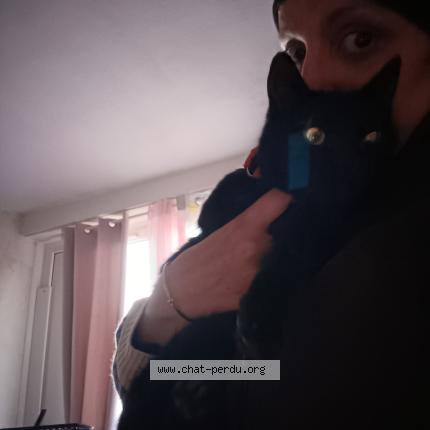 Photo 1/1 Balou Chat lost in Saint aubin les elbeuf