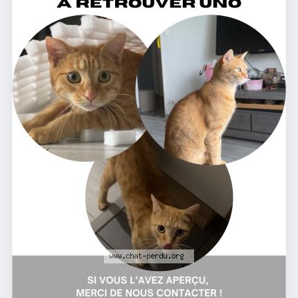 Photo 1/1 Uno Chat lost in Besancon