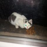 Picture of cat found at Soignes