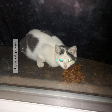 Photo 1/1 Found cat Found in Soignes
