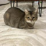 Picture of cat lost at Pont St Martin