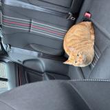 Picture of cat lost at Laroin