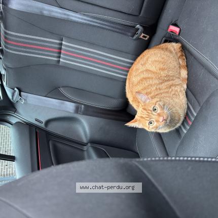 Photo 1/1 Miami Chat lost in Laroin