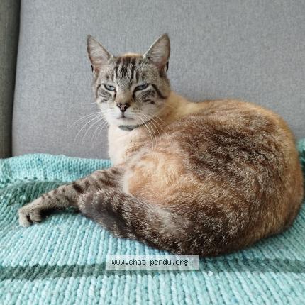 Photo 1/1 Cat reunited Lost in Lannion