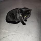 Picture of cat found at Vienne